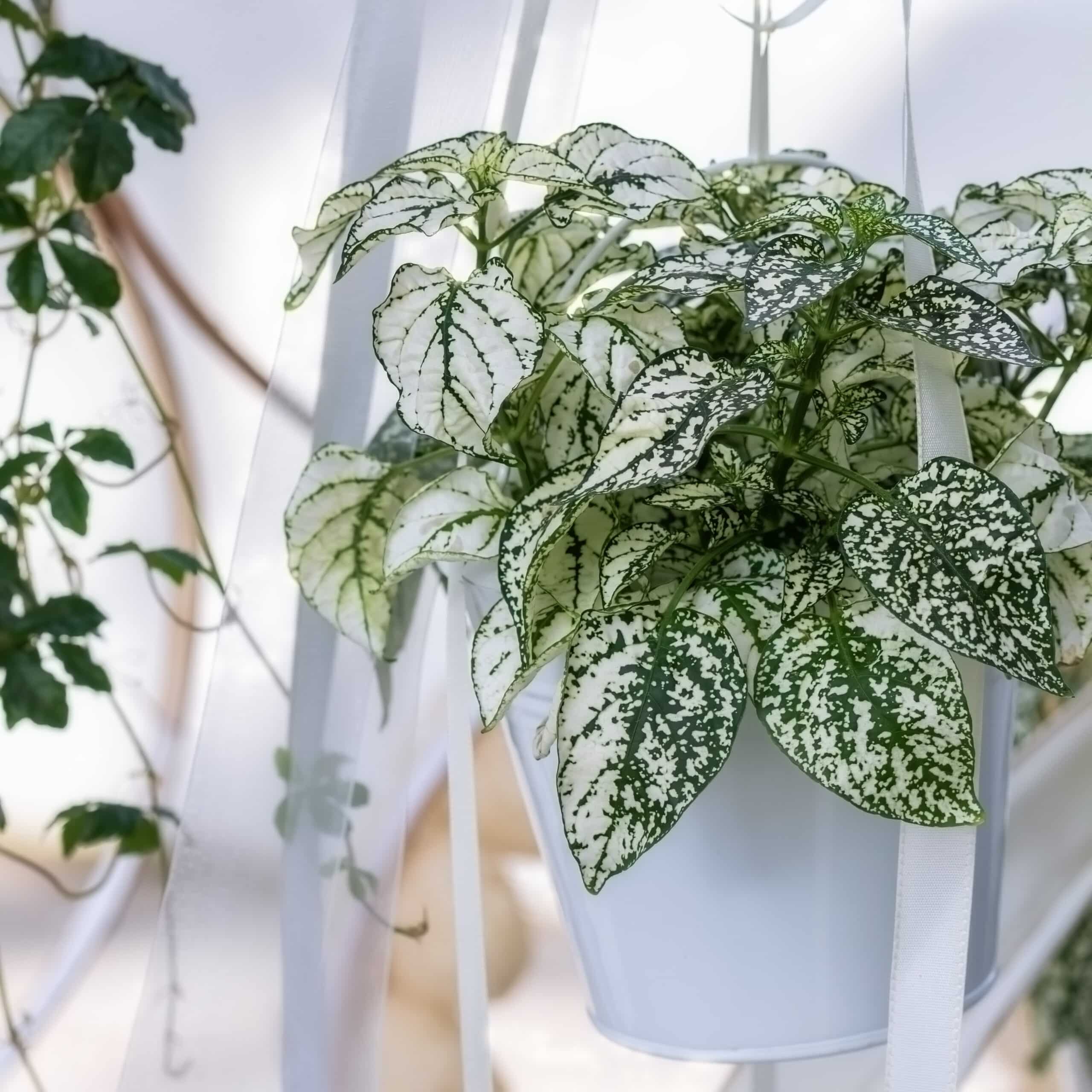 Green and white Polka Dot Plant in a white pot