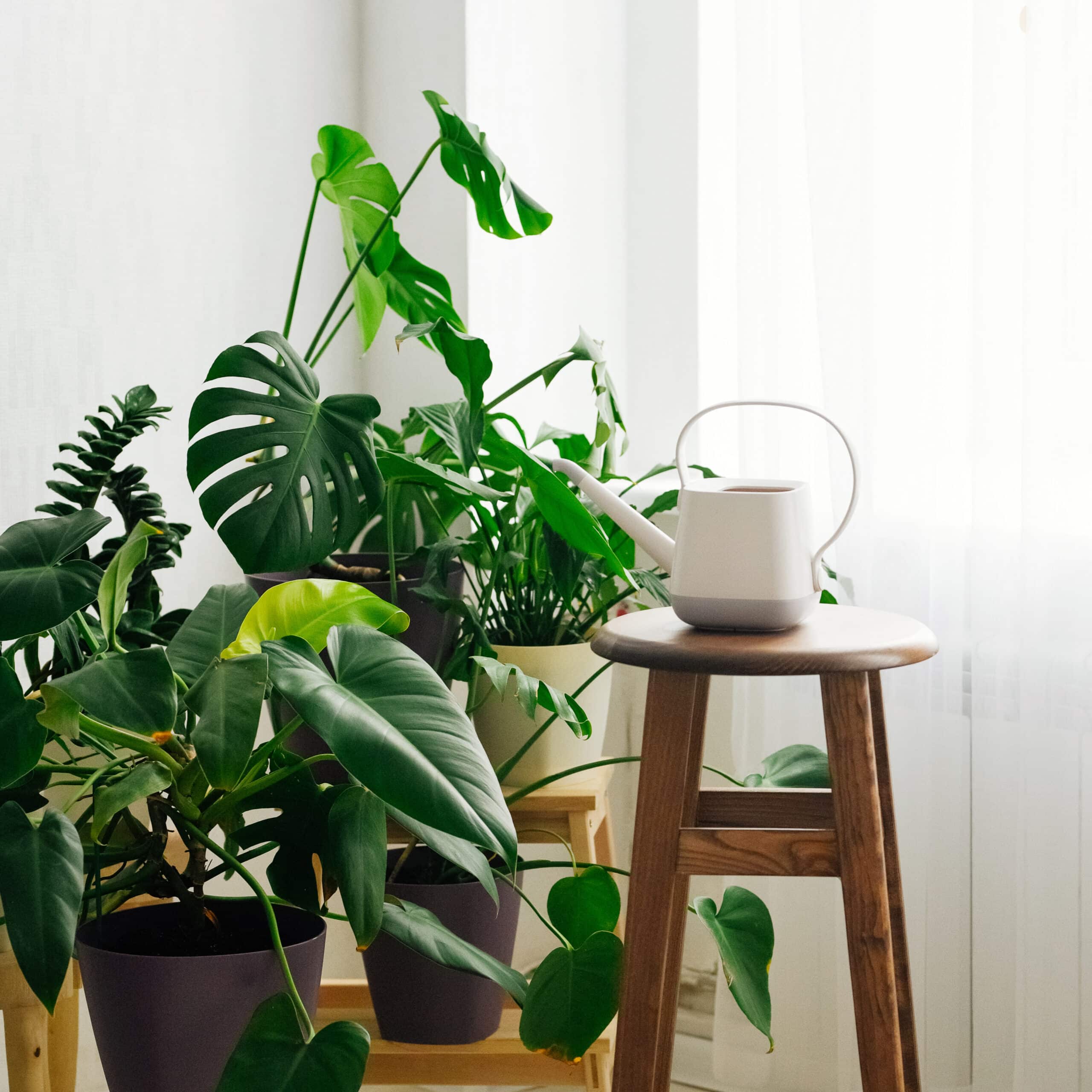 plant, green, white, background, interior, home, flower, decoration, natural, garden, leaf, nature, pot, room, modern, flora, botany, design, beautiful, indoor, apartment, houseplant, botanical, furni