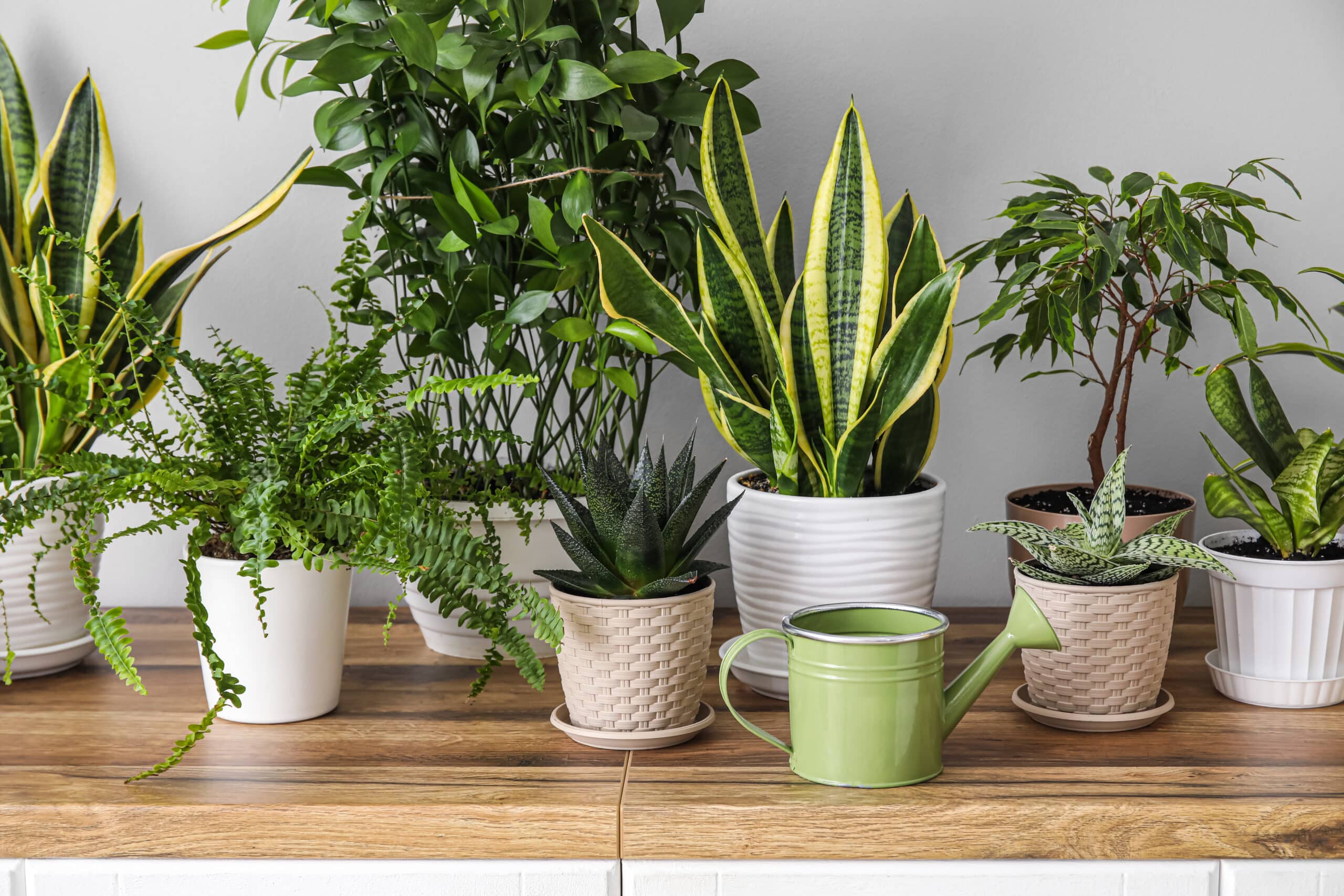 Different houseplants on table near light wall