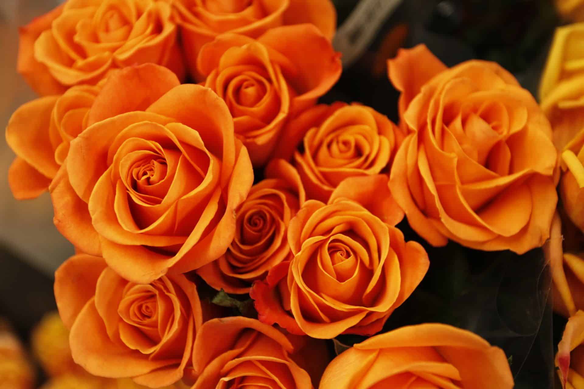 Fleuriste - santoline fleurs Renne